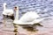 Whooper Swans swims near the shore of the reservoir in Belarus