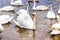 Whooper Swans swims on the shore of the reservoir in Belarus Minsk, the Minsk sea.