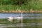 Whooper Swans with young nestlings