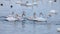 Whooper white swans on Lake Svetloye, Altai Territory. Russia