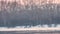 Whooper white swans on Lake Svetloye, Altai Territory. Russia