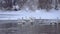 Whooper white swans on Lake Svetloye, Altai Territory. Russia