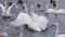 Whooper white swans on Lake Svetloye, Altai Territory. Russia