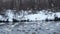 Whooper white swans on Lake Svetloye, Altai Territory. Russia