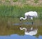 Whooping Crane