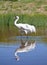 Whooping Crane