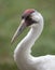 Whooping Crane