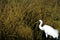 Whooping Crane  41689