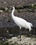 Whooping Crane Bird Stock Photos.  Image. Portrait. Picture. Endangered species