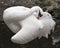 Whooping crane bird stock photos. Picture. Portrait. Image. Photo. Whooping crane bird close-up profile-view. Endangered bird.