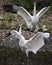 Whooping crane bird stock photos. Picture. Portrait. Image. Photo. Whooping crane bird profile-view. Endangered bird.  Endangered