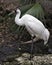 Whooping crane bird stock photos. Picture. Portrait. Image. Photo. Whooping crane bird profile-view. Endangered bird.  Endangered