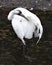 Whooping crane bird stock photos. Picture. Portrait. Image. Photo. Whooping crane bird profile-view. Endangered bird.  Endangered