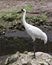 Whooping crane bird stock photos.  Whooping crane bird profile-view