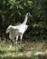 Whooping crane bird stock photos.  Whooping crane bird profile-view.  Picture.  Image. Portrait