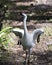 Whooping crane bird stock photos.  Whooping crane bird profile-view.  Picture.  Image. Portrait