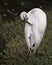 Whooping crane bird stock photos.  Whooping crane bird profile-view.  Picture.  Image. Portrait