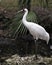 Whooping crane bird stock photos.  Whooping crane bird profile-view.  Picture.  Image. Portrait