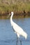 Whooping Crane with Crab Grabbing Its Bill