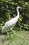 Whooping Crane Endangered Species Waterfowl Bird