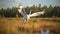Whooping Crane flying in swamp