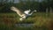 Whooping Crane flying in swamp