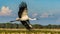 whooping crane - Grus americana - is an endangered crane species, native to North America named for its whooping calls flying in