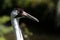 Whooping Crane head shot