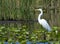 Whooping crane in Lake Tohopekaliga