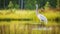 Whooping Crane is looking for food in the swamp
