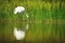 Whooping Crane Reflection