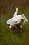 Whooping Crane Stretch