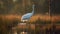 Whooping Crane in the swamp