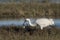 Whooping Cranes