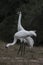 Whooping Cranes