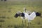 Whooping Cranes doing the mating dance