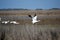 Whooping Cranes about to Fly