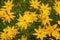 The whorled coreopsis inspires with its exuberant and long blooming in bright yellow