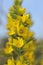 Whorled Loosestrife - Lysimachia verticillaris