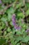 Whorled sage Purple Rain