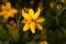 Whorled tickseed, Coreopsis verticillata