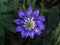 Whorls of blue lupine flowers