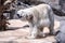 Whote polar bear walking in the zoo