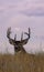 Whtetail Deer Buck Bedded in Auutmn