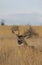 Whtetail Deer Buck Bedded in Fall