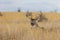 Whtetail Deer Buck Bedded in Grass