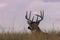 Whtetail Deer Buck Bedded in Grass in Colorado