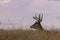 Whtetail Deer Buck Bedded in Grass in Fall