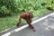 Why did the Orangutan cross the road?