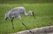 Why did the sandhill crane cross the road